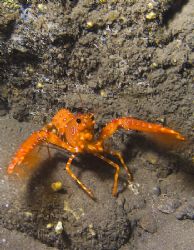 I was very happy to get this shy underwater creature pose... by Mona Dienhart 